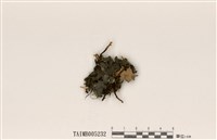 藏品(乳突狀貓耳衣)的圖片